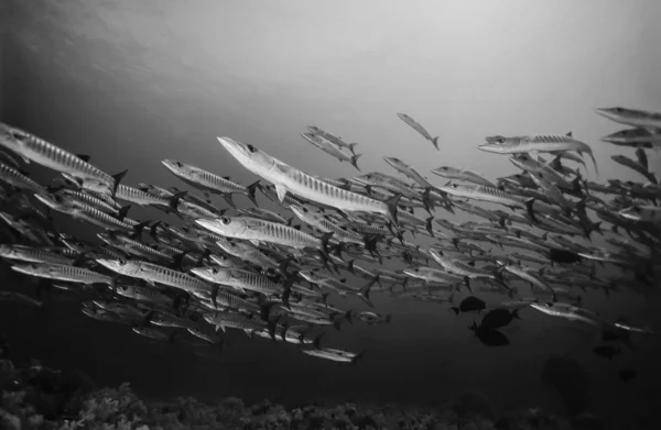 Sudan, röda havet, u.w. foto, sanghaneb reef, barracudor skola (sphyraena barracuda) — Stockfoto