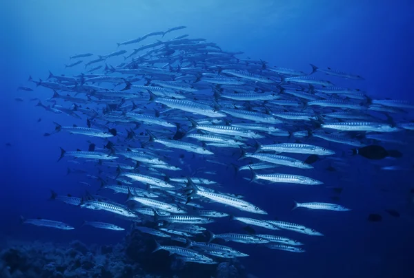 SUDAN, Mar Rosso, U.W. foto, Barriera corallina di Sanghaneb, scuola di Barracudas (Sphyraena barracuda ) — Foto Stock