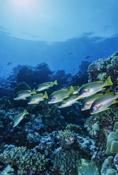 Sudan, Morze Czerwone, u.w zdjęcie, sweetlips blackspotted (plectorhinchus gaterinus) — Zdjęcie stockowe