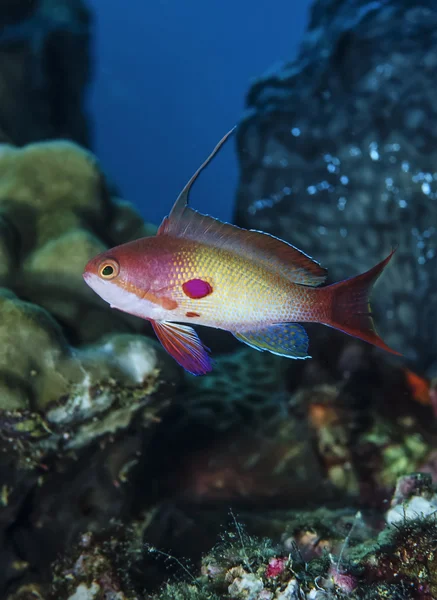 Súdán, Rudé moře, u.w. fotografie, tropické anthias (pseudanthias squamipinnis) — Stock fotografie