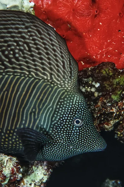 Sudan, Kızıldeniz, UW fotoğraf, Kızıldeniz sailfin tang (zebrasoma desjardinii) — Stok fotoğraf