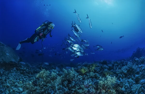 SUDAN, Red Sea, U.W. photo, Sanghaneb Reef, a school of Jacks (Caranx lugubris) and a diver — Stock Photo, Image