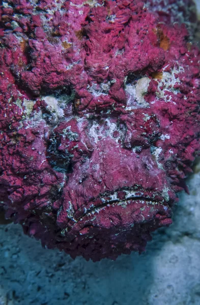 SUDAN, Red Sea, U.W. photo, Stonefish (Synanceia verrucosa) — Stockfoto