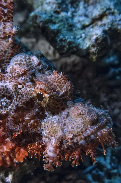 Sudan, Kızıldeniz, UW fotoğraf, scorpionfish (scorpaena plumieri)