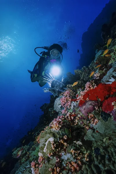 SUDÃO, Mar Vermelho, U.W foto, Peixe escorpião (Pterois radiata) e um mergulhador — Fotografia de Stock