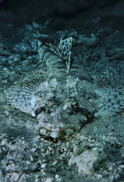 SUDAN, Red Sea, U.W. photo, Crocodile fish (Cymbacephalus beauforti) — Stock Photo, Image