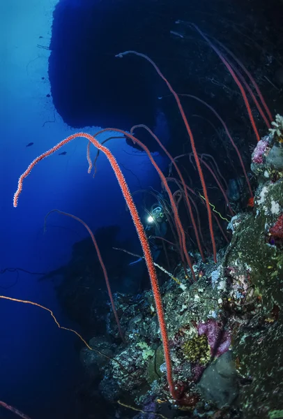 Gorgonians (junceella Sudan, Kızıldeniz, UW fotoğraf, kırbaç) — Stok fotoğraf