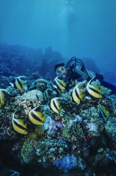 Судан, Червоного моря, фото у. т., bannerfish школа (heniochus середній) — стокове фото