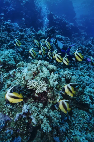 Sudan, röda havet, u.w. foto, bannerfish skola (heniochus intermedius) — Stockfoto