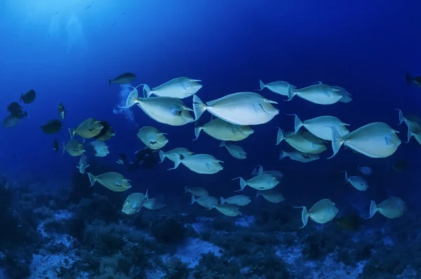 SUDÁN, Mar Rojo, U.W. foto, Escuela de peces Unicornio (Naso Brevirostris ) —  Fotos de Stock