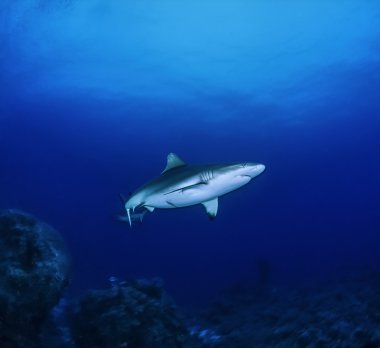Gri resif köpek balığı (Carcharhinus amblyrhynchos)