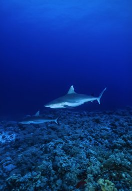 Beyaz Fin resif gri köpekbalığı (Carcharhinus amblyrhynchos)