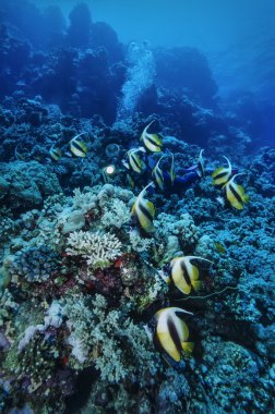 Bannerfish okul (Heniochus intermedius)