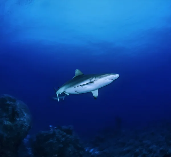 Grå revhaj (Carcharhinus amblyrhynchos) — Stockfoto