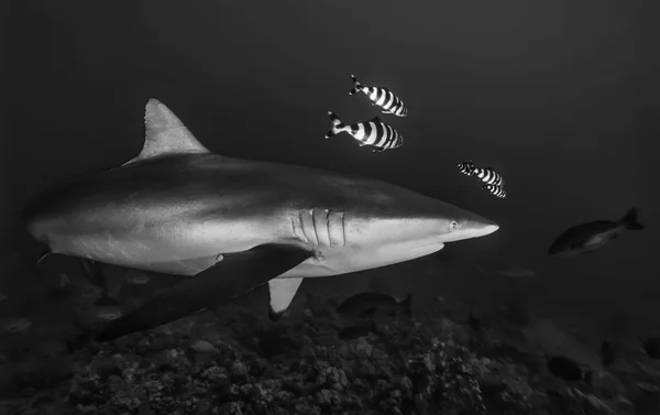 柔滑鲨鱼 (隶属真鲨 falciformis) — 图库照片