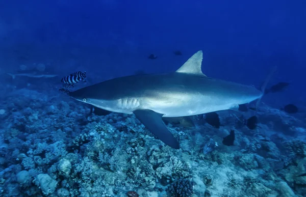 Tubarão-sedoso (Carcharhinus falciformis ) — Fotografia de Stock