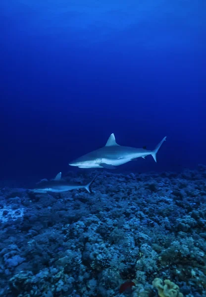 Tiburones grises de arrecife de aleta blanca (Carcharhinus amblyrhynchos ) — Foto de Stock