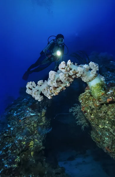 Τροπική alcyonarian (μαλακό κοράλλι) — Φωτογραφία Αρχείου