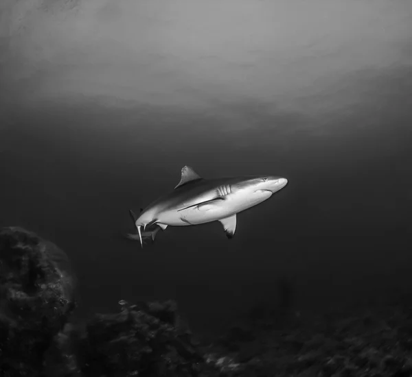 Сіра рифова акула (сіра акула amblyrhynchos) — стокове фото