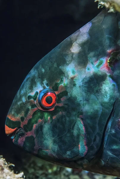 Tropik papağan balığı (Scarus vetula) — Stok fotoğraf