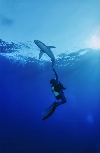 Λείος καρχαρίας (Carcharhinus falciformis) — Φωτογραφία Αρχείου