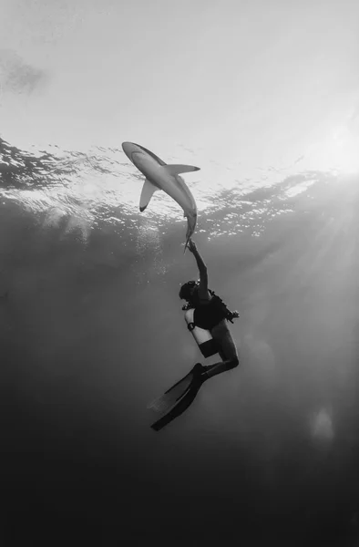 Silky shark (Carcharhinus falciformis) — Stockfoto