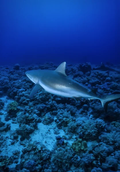 Tiburón gris de arrecife (Carcharhinus amblyrhynchos ) — Foto de Stock