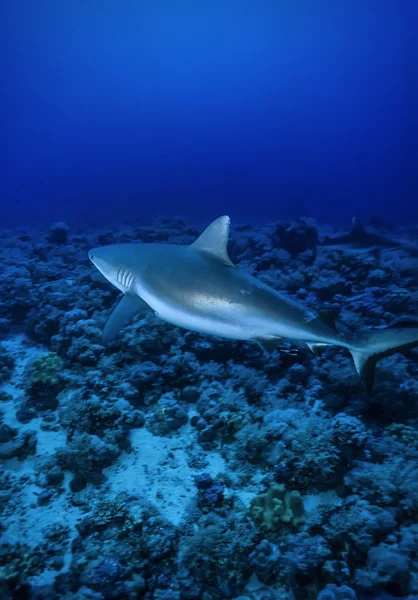 Grå revhaj (Carcharhinus amblyrhynchos) — Stockfoto