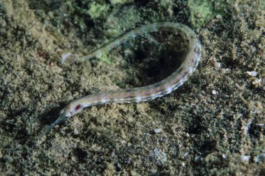 Kızıldeniz pipefish