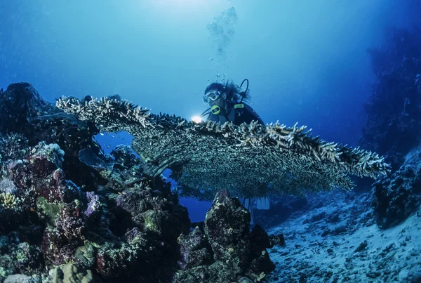 Staghorn corail et un plongeur — Photo