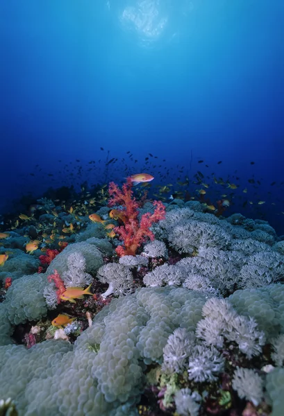 Tropiska anthias och mjuka koraller — Stockfoto