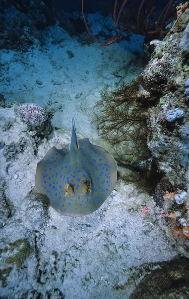 Blue-spotted Ray — Stock Photo, Image