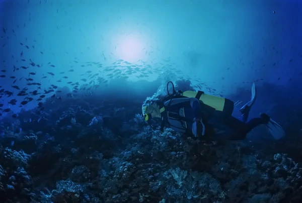 Reef Wall diving — Stock Photo, Image