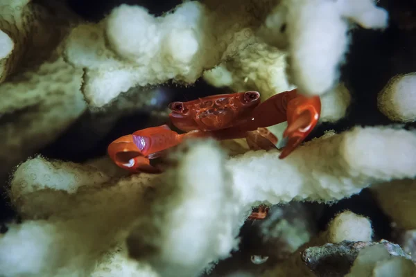Liten tropisk krabba i en mjuk korall — Stockfoto
