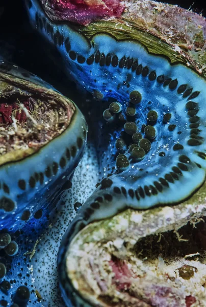 Cáscara de Tridacna — Foto de Stock