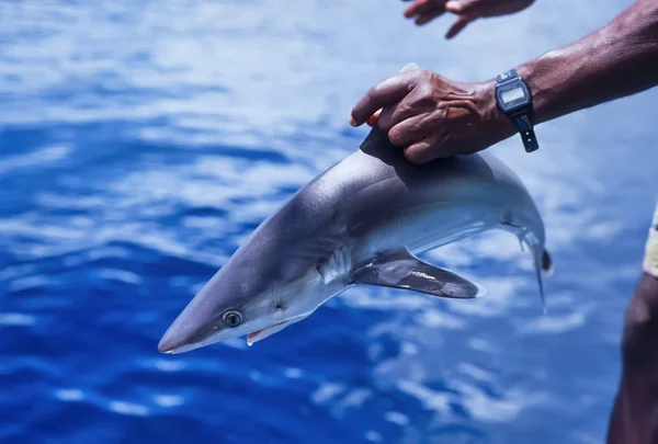 Small reef grey shark — Stock Photo, Image