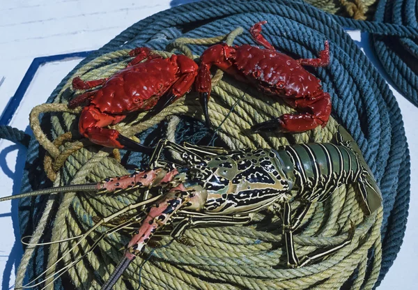 Tropical lobster and crabs on a boat — Stock Photo, Image