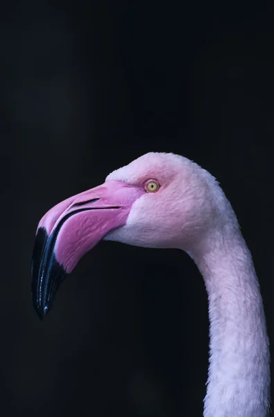 Flamingo (Phoeniconais de ruber ruber) — Fotografia de Stock