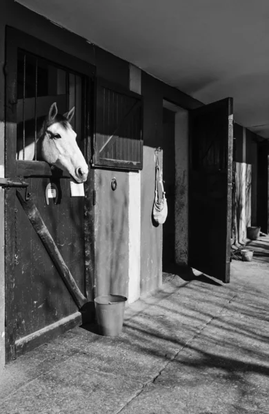 Лошадь в паддоке — стоковое фото