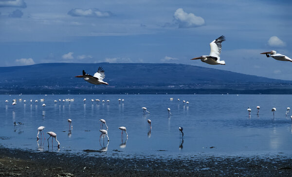 flamingos and pelicans