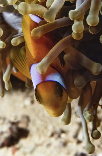 Anemoonvis en anemonefish — Stockfoto
