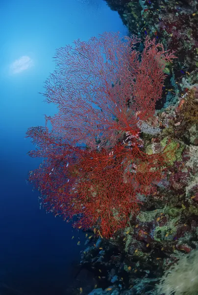 Fan Laut Tropis (Gorgonia ventalina ) — Stok Foto