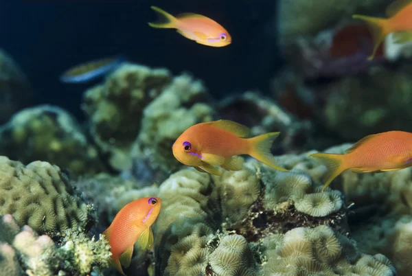 热带小鱼群 (Pseudanthias squamipinnis) — 图库照片