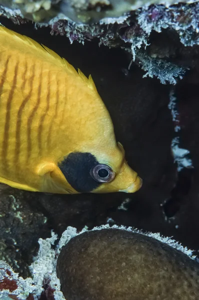 Pez mariposa enmascarada (Chaetodon semilarvatus ) — Foto de Stock