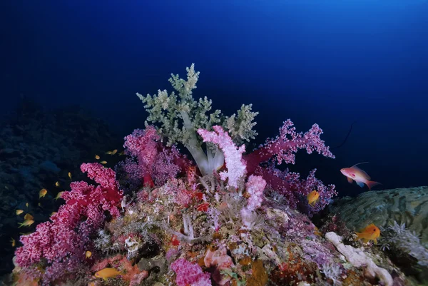 Alcyonaire tropical (corail mou) et anthias — Photo