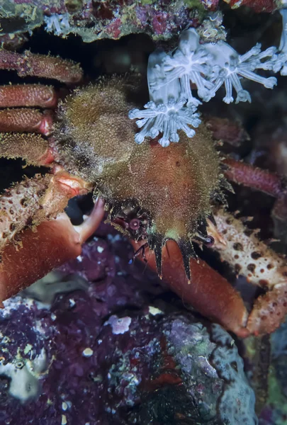 Giant crab (Maja squinado) — Stock Photo, Image