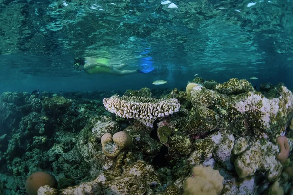 Reef snorkeling — Stock Photo, Image