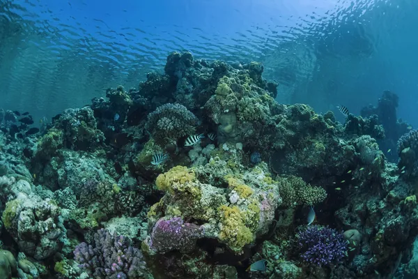 Sanghaneb Reef — Foto Stock