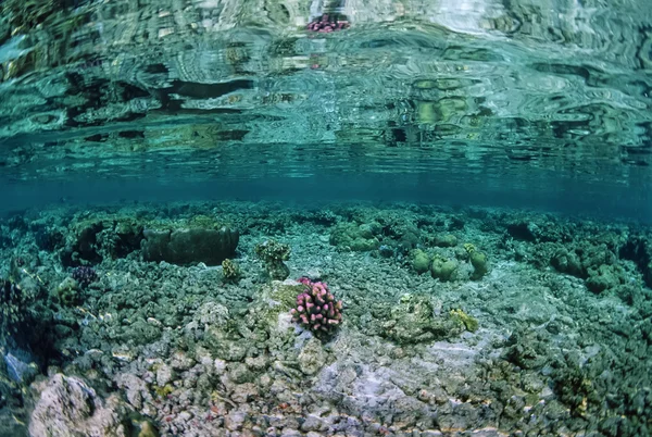 Sanghaneb Reef — Stock Photo, Image