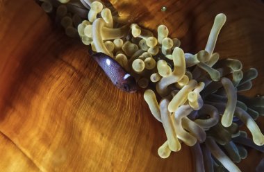genç bir palyaço balığı ve anemonefish